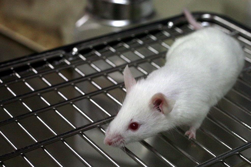 Frozen Mice Make Dozens Sick | Health News Florida