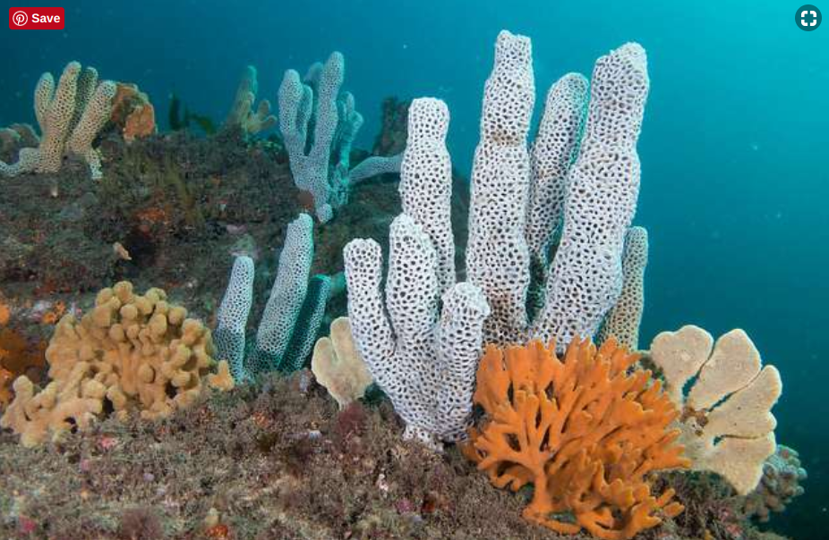 can sea sponges move
