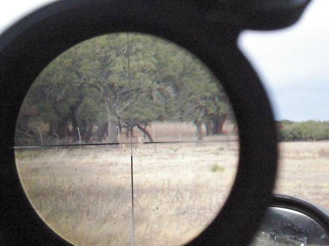 deer in crosshairs