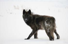 wolf, wildlife, yellowstone