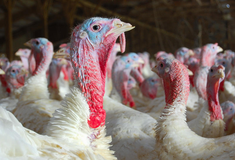 In Wake of Avian Flu Case, Iowa Turkey Farmers Focus on Bio Security
