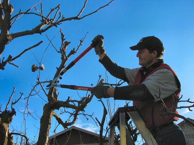 pruning fruit trees download