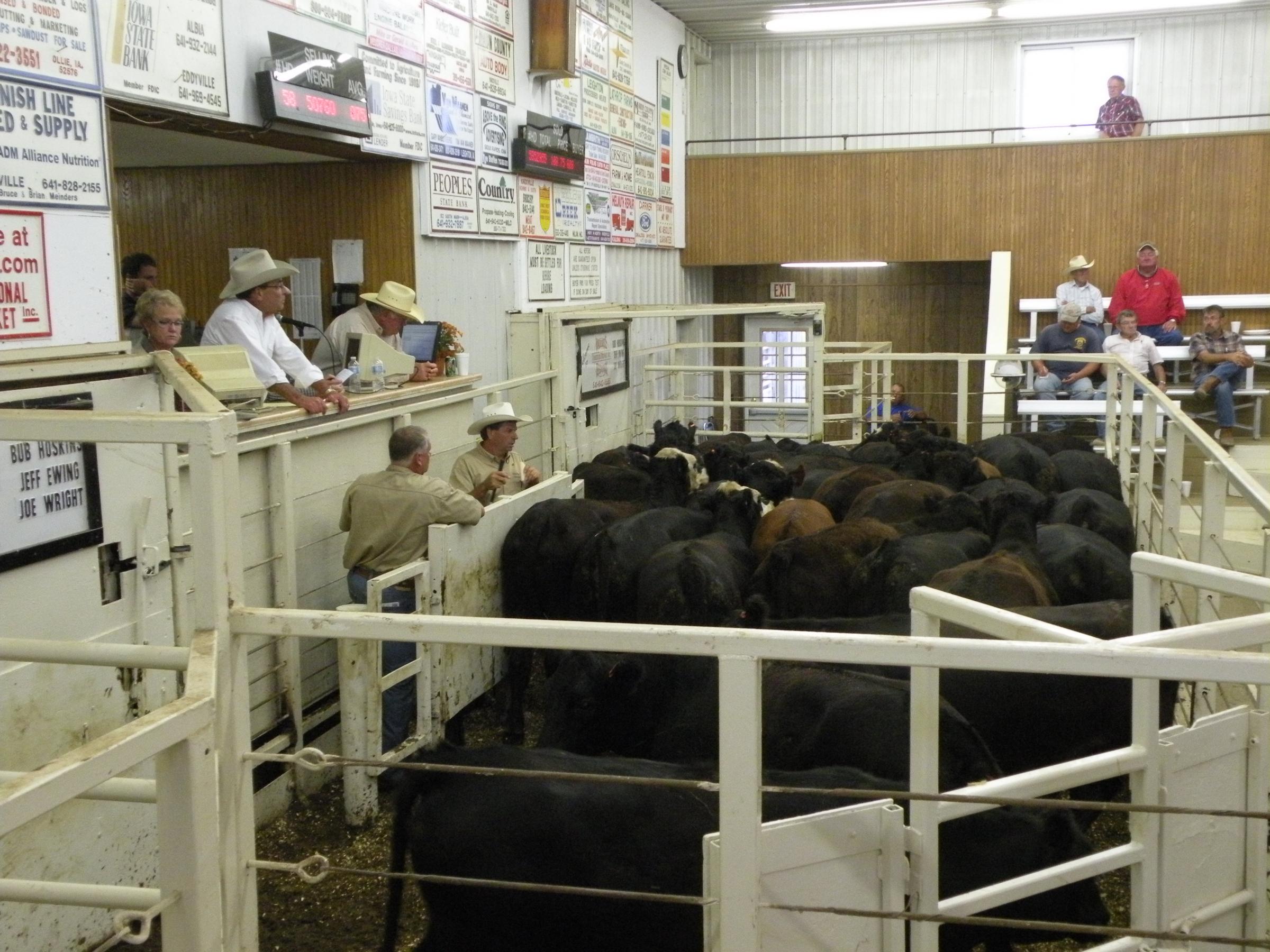 knoxville livestock market tn