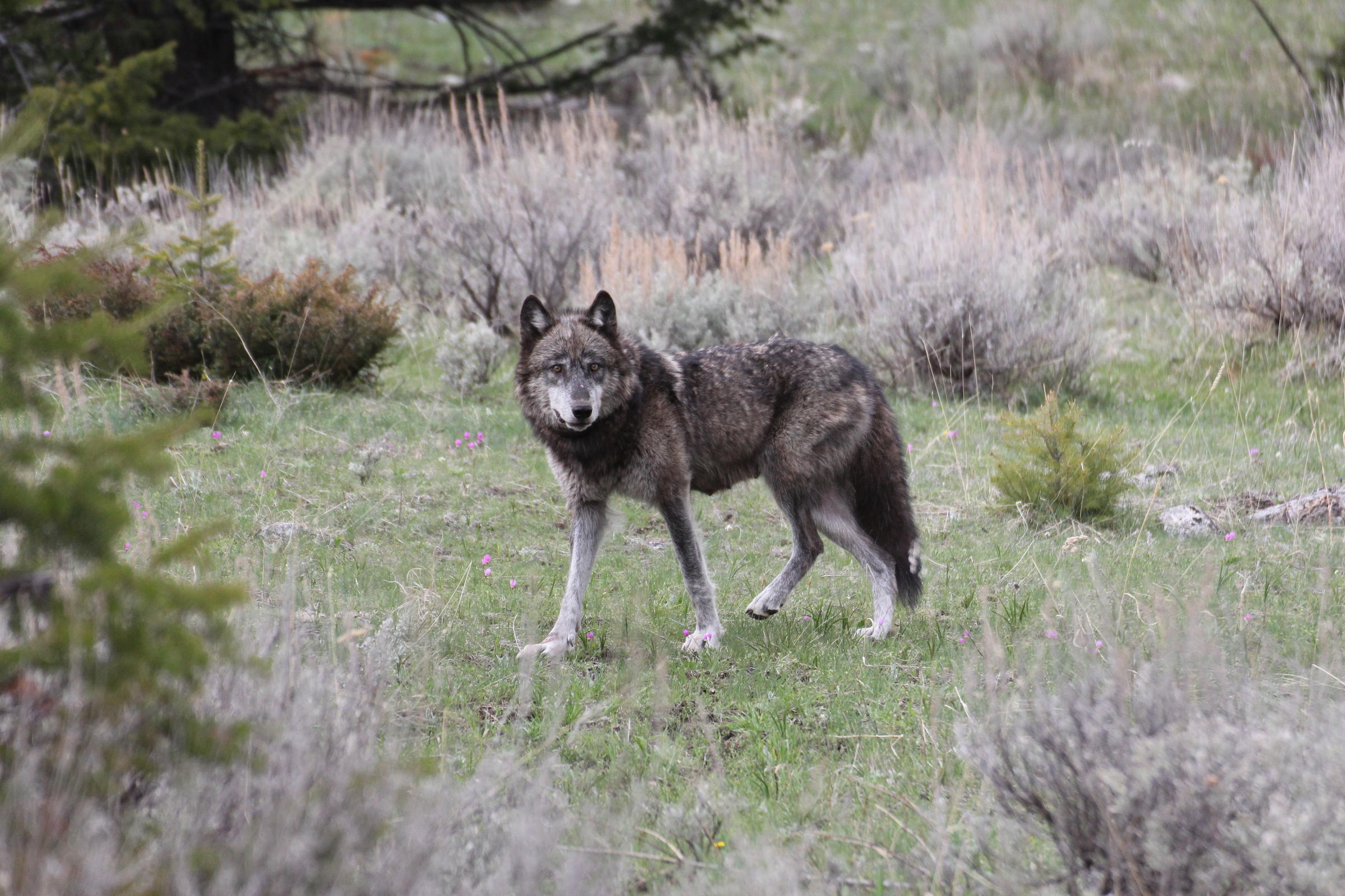 Are there wolves in Colorado?