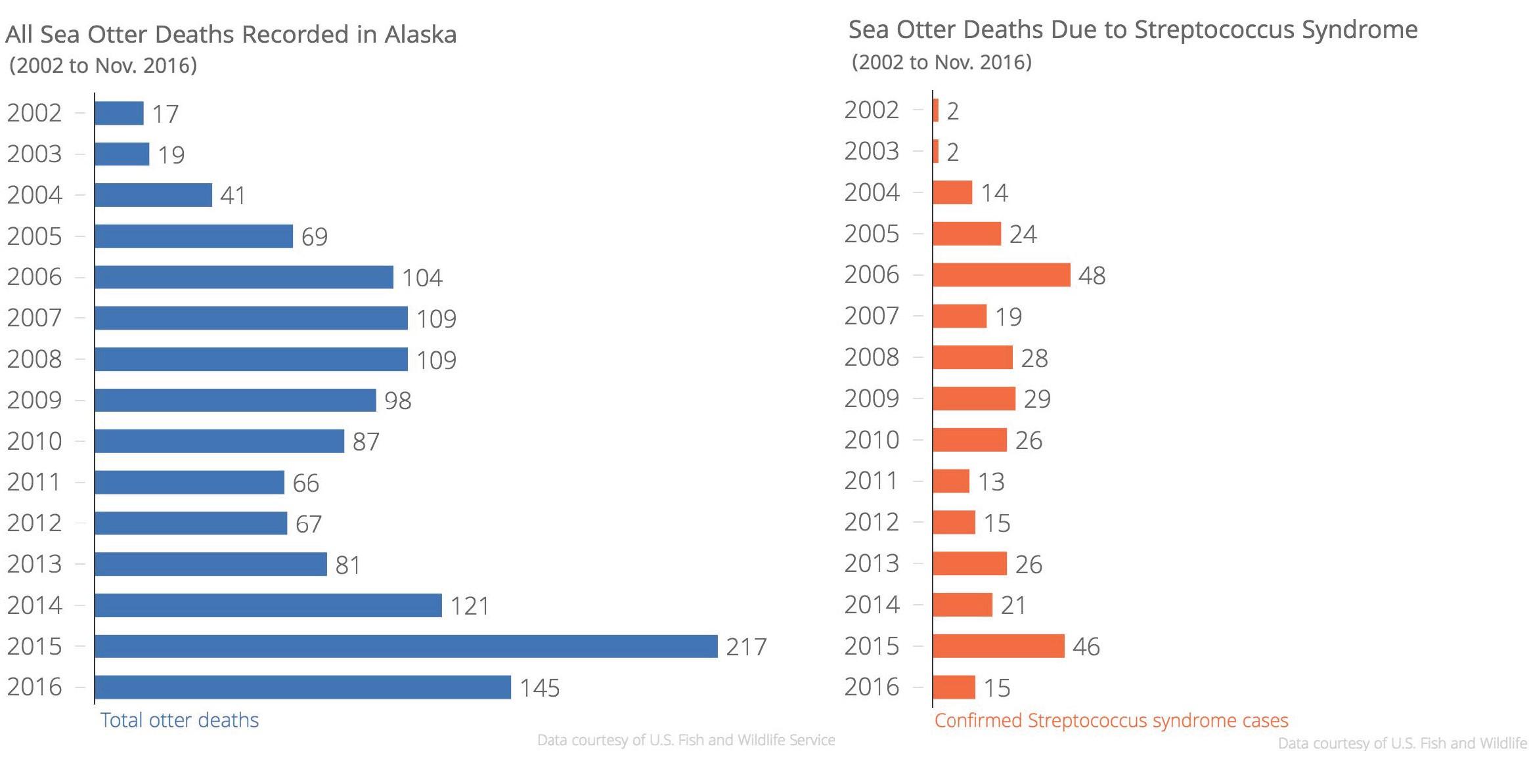 Total sea otter deaths recorded in Alaska from 2002 to November 11, 2016 (left) and sea otter deaths directly attributed to Streptococcus syndrome during the same time period (right). According to the U.S. Fish and Wildlife Service, the data presented depend in large part on the total number of dead sea otters collected and examined. Because only a fraction of sea otter carcasses are recorded or examined, the data are likely an underestimate of the total number of dead otters and otters who died due to Streptococcus infection. Data courtesy of the U.S. Fish and Wildlife Service. (Graphic by Shahla Farzan/KBBI)