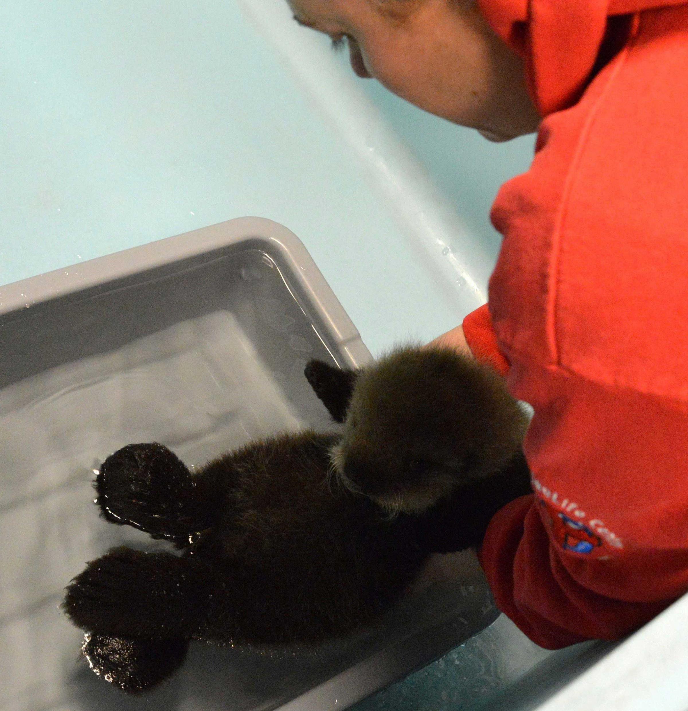 Up until the age of six months, rescued otter pups require 24-hour care for everything from feeding to learning how to groom themselves. (Photo by Alaska Sealife Center)