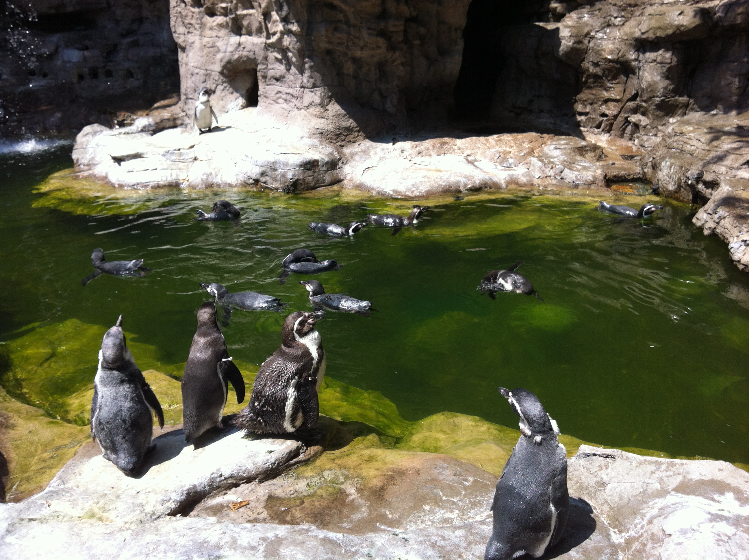 St. Louis Zoo to temporarily close penguin, puffin exhibit | KBIA