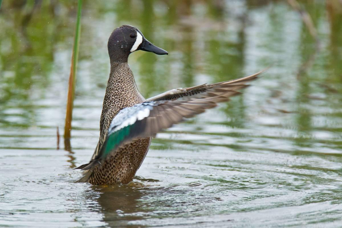 Discover Nature: Blue-Winged Teal Return | KBIA