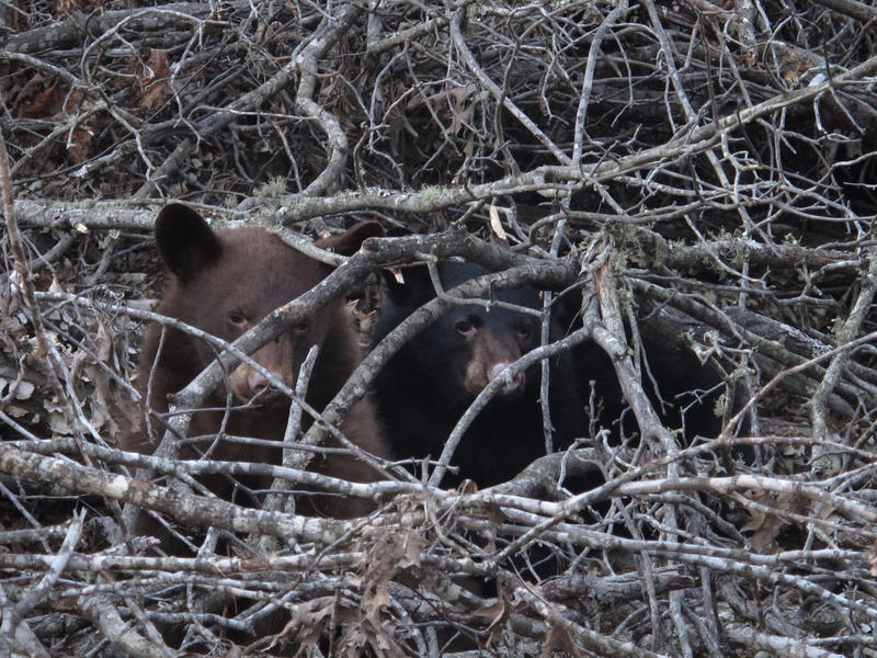 These two black bear yearlings in south central Missouri wake up briefly from a deep slumber. Despite their name, the North American Black Bear can be found in many colors, including brown, gray, blond and even white. 