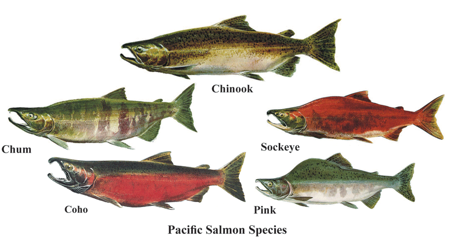 About the Salmon | KDLG