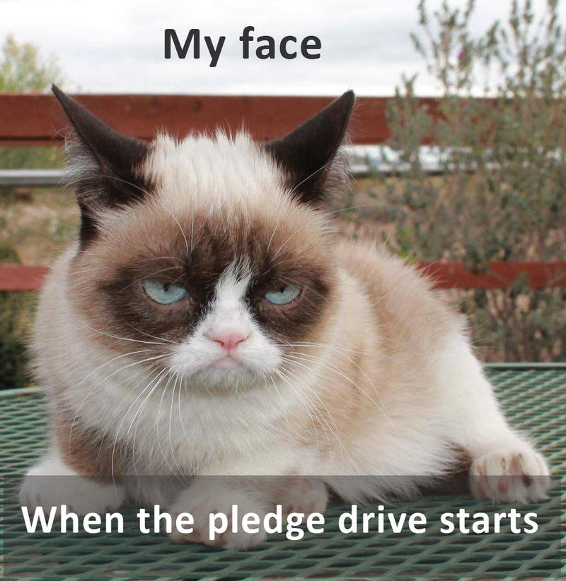 grumpy cat meme: my face when the pledge drive starts