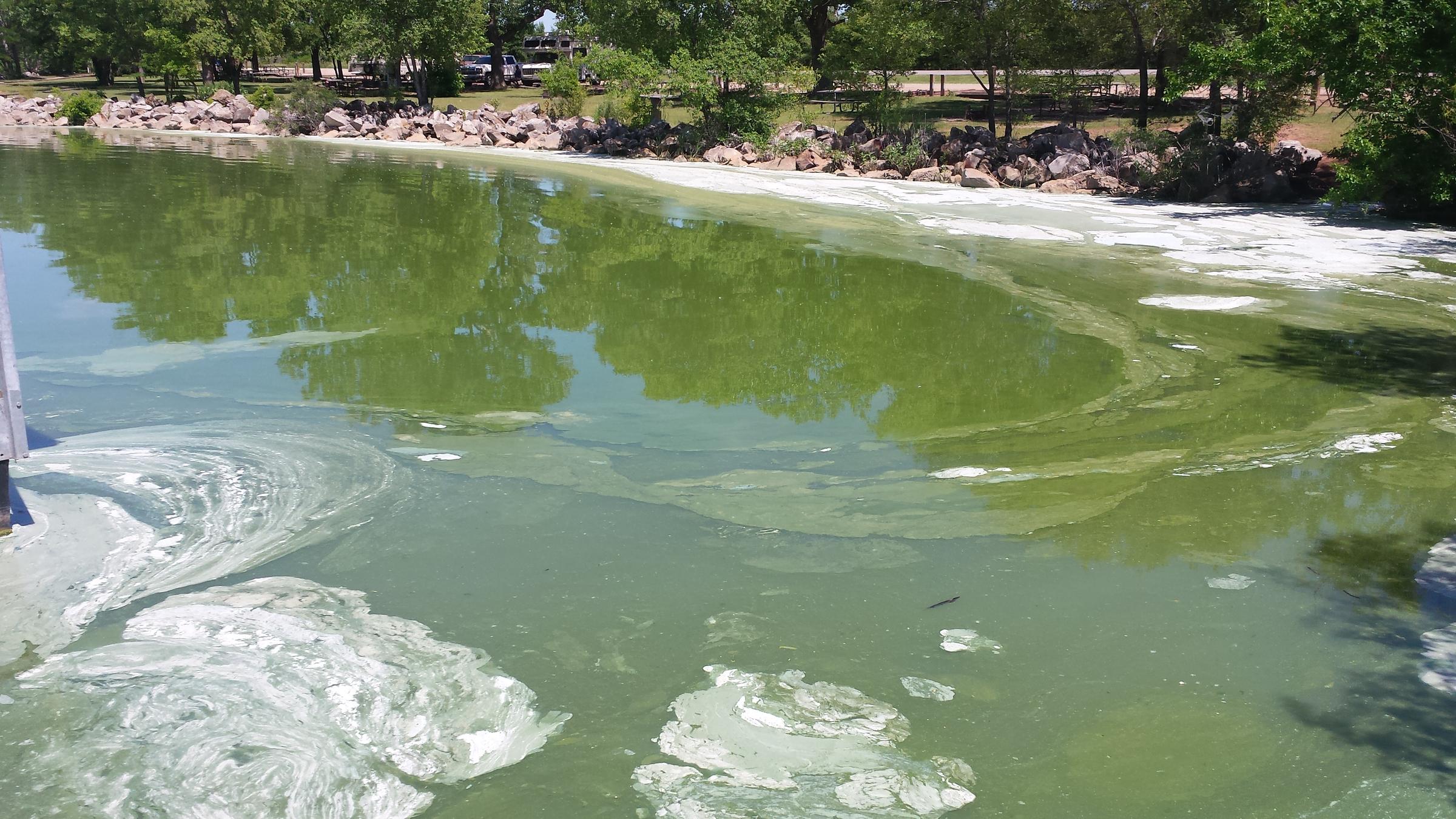 KDHE Issues BlueGreen Algae Warning for Cheney Lake, Marion Reservoir