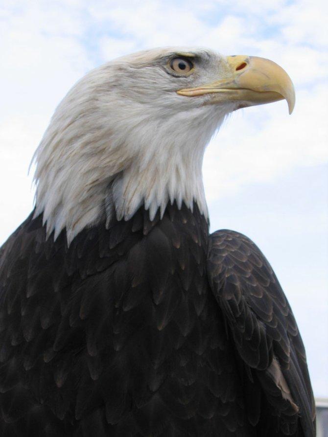 Conservationists to File Lawsuit in Bald Eagle Fight