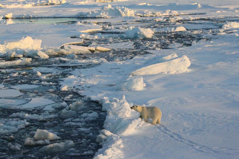 Pollution is slowing the melting of Arctic sea ice, for now