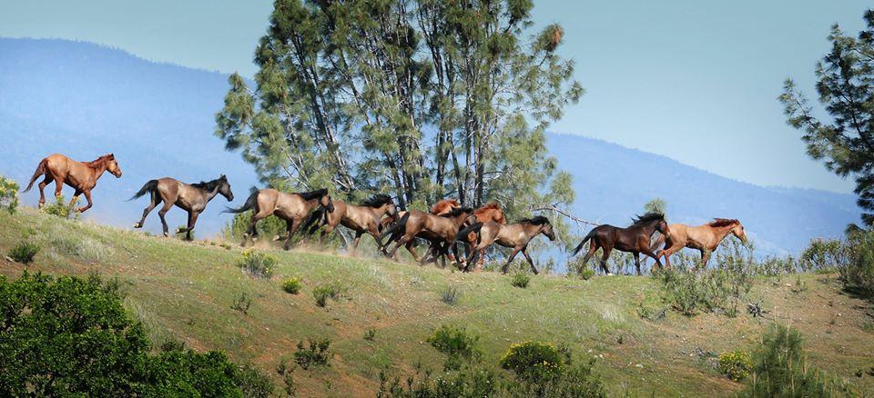 Image result for wild horses