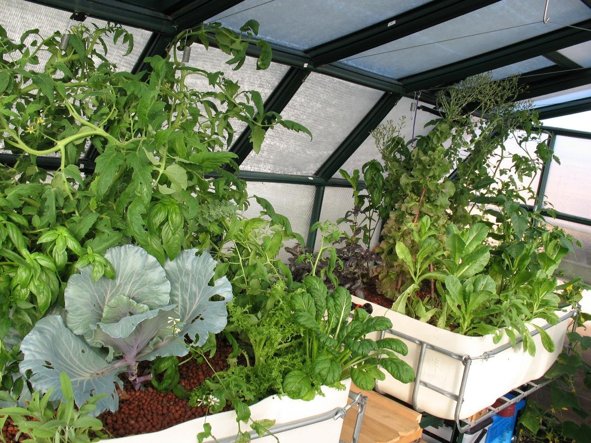 Plants in Christine Faith's aquaponics system