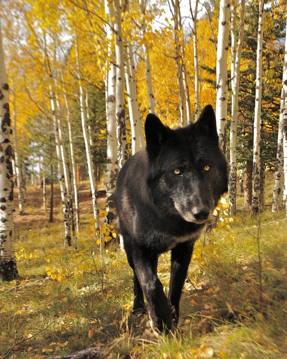 Are there wolves in Colorado?