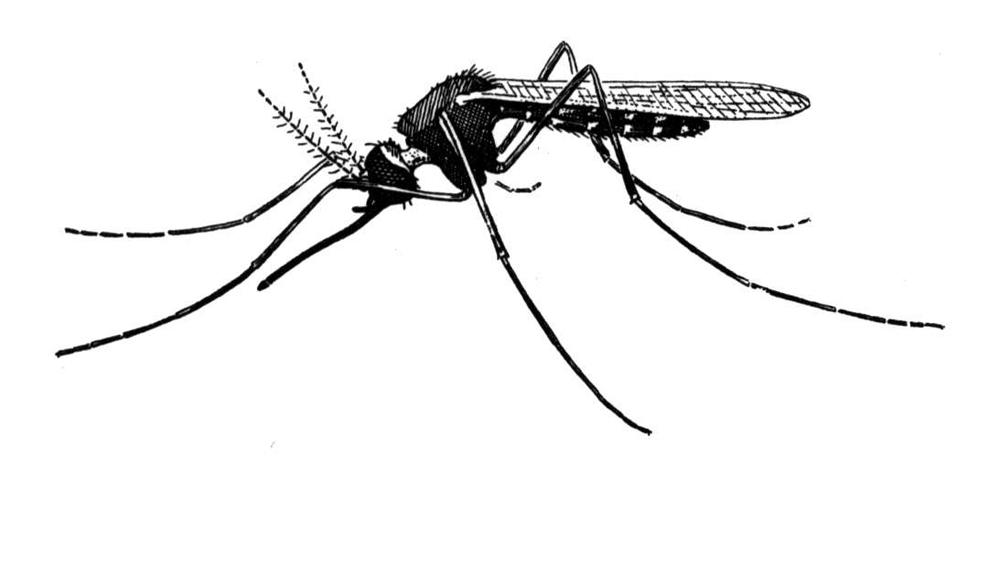 clipart mosquito net - photo #18