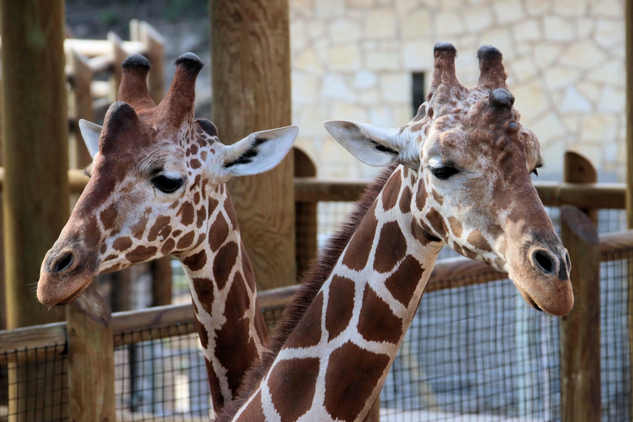 What Is The Future Of San Antonio's Zoo? | Texas Public Radio
