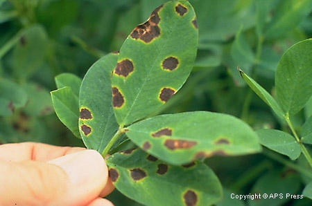 Early Leaf Spot Disease Confirmed In Arkansas Peanut Crops | KUAR