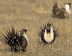 A sage grouse lek in Montana. 