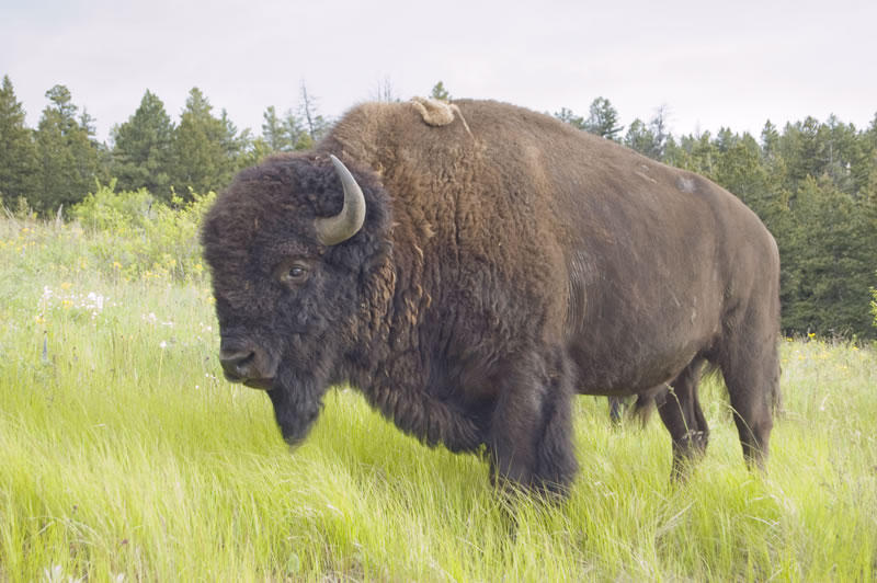 Bison at the National Bison Range