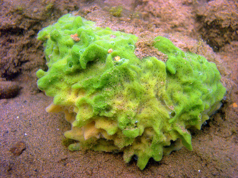 Spongilla lacustris, a widspread freshwater sponge often found under logs and rocks in lakes.