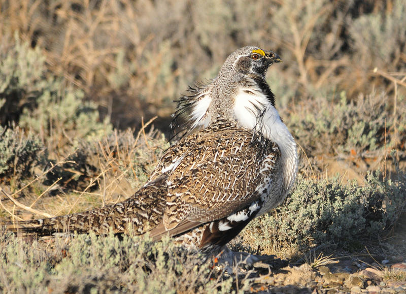 Environmental groups are suing to force the Obama administration to impose more restrictions on oil and gas drilling, grazing and other activities blamed for the decline of greater sage grouse across the American West.
