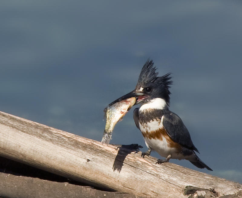A female belted Kingfisher with her catch.