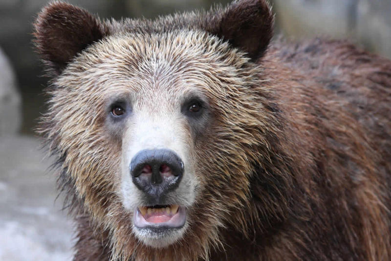 Are Grizzly Bears Endangered?
