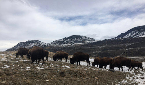 Threshold podcasts examines the past, present, and future of bison and humans.