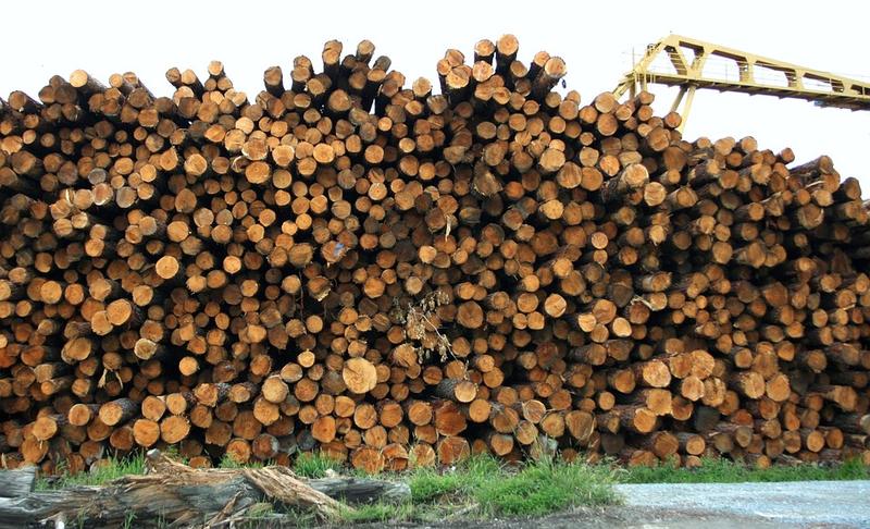 A stack of logs.