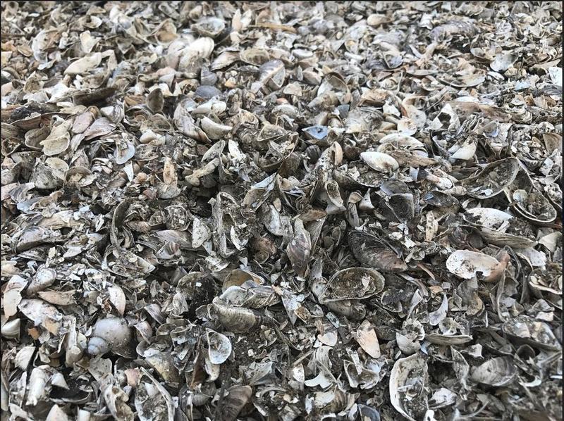 A pile of mussels shells from a lake in Wisconsin.