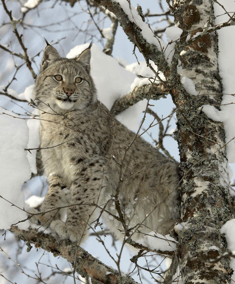 USFWS Says Canada Lynx Are Ready To Be Delisted | MTPR
