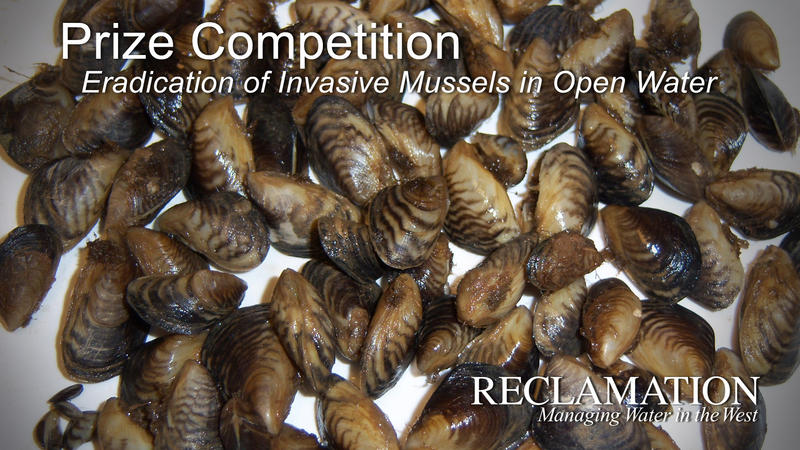 The U.S. Bureau of Reclamation is offering a $100,000 award for new approaches to eradicate invasive quagga and zebra mussels from open water. 