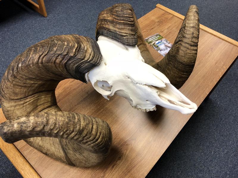 Skull and horns of new world record ram.