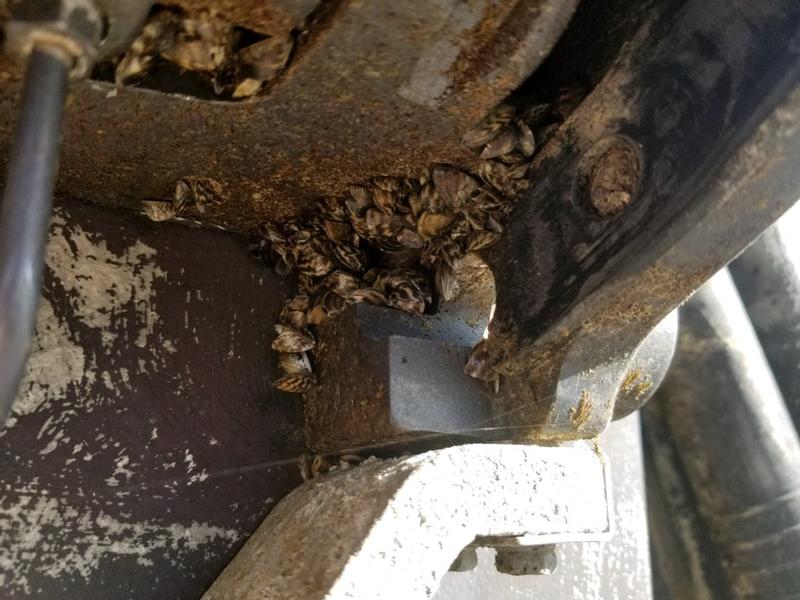 Dead invasive zebra mussels found on a boat passing through an AIS check station.