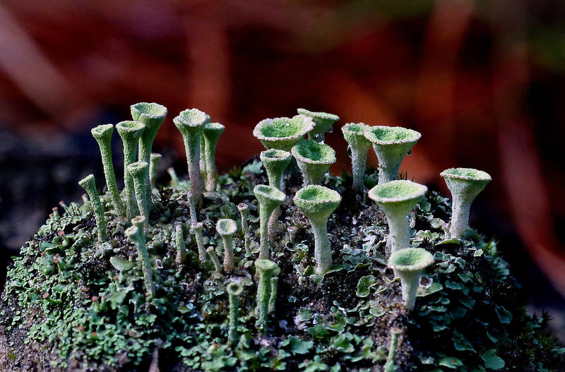 Pixie-cup lichen.