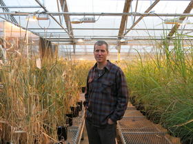 Colorado State University plant geneticist John McKay stands among wheat in a campus greenhouse. 