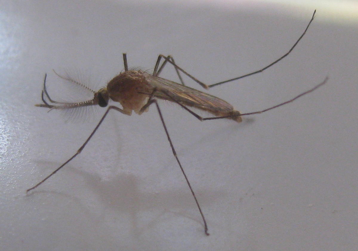 Who Loves A Cool, Wet Summer? Colorado Mosquitoes KUNC