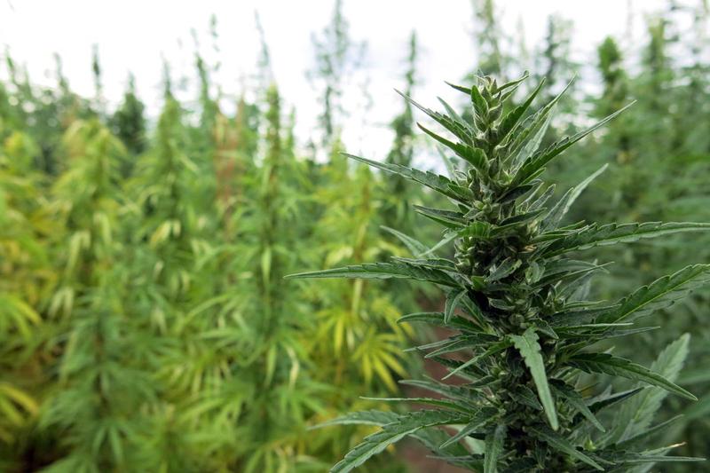 Hemp grows at Colorado State University's research farm in northern Colorado during a first year variety trial.