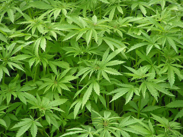 Different hemp varieties are grown for their tensile fibers and oil-rich seeds.