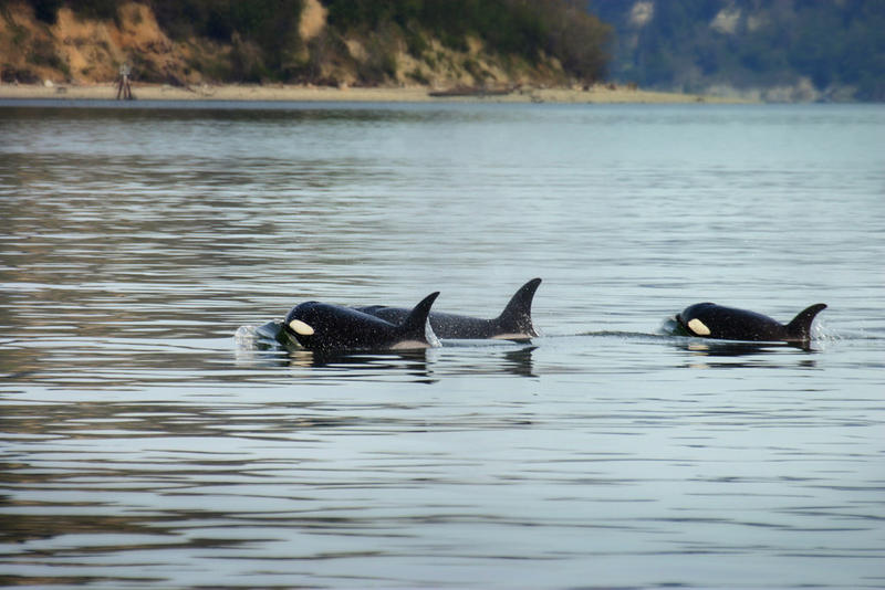 Orcas in the Puget Sound.