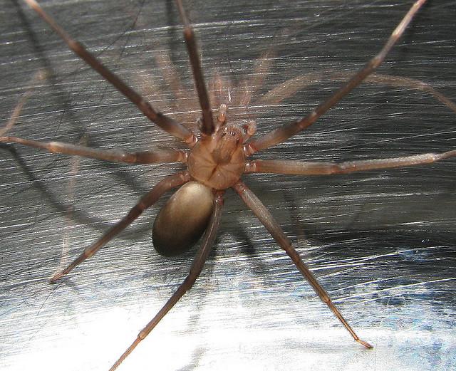 Scared of Spiders? Don’t Worry About The Deadly Brown
