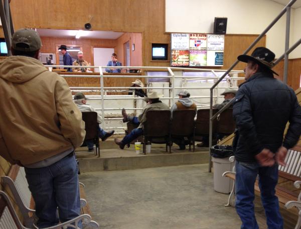 reading cattle auction