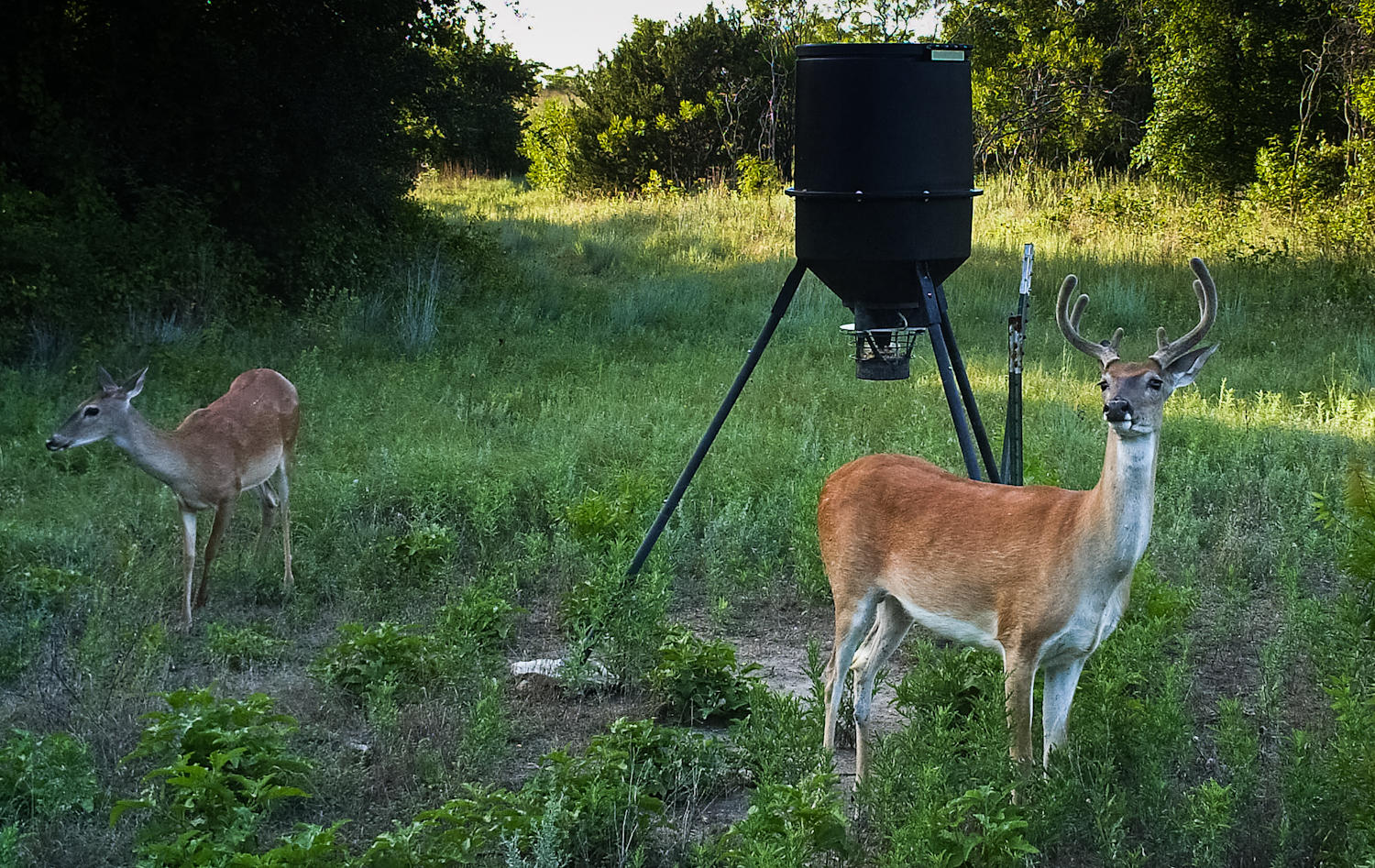 WhiteTailed Deer Bow Hunting Season Begins KUT