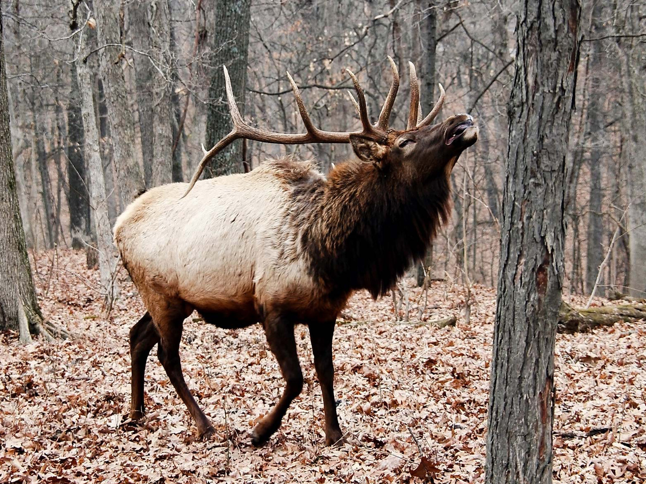 Elk reintroduction a different kind of Missouri comeback St. Louis