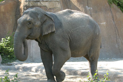 Elephant at St. Louis Zoo tests positive for tuberculosis | St. Louis Public Radio