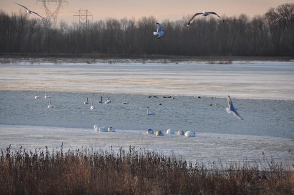 Trumpeter Swans Flock In Record Numbers To St. Louis-Area Bird Sanctuary | St. Louis Public Radio