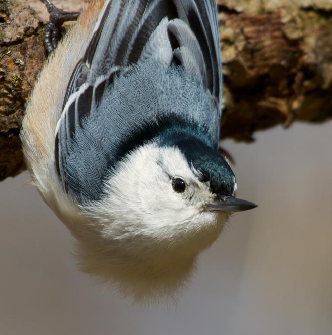 Report: Climate Change Threatens Dozens of Missouri Birds | St. Louis Public Radio
